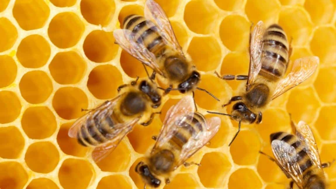 Arıları Yaşat, Geleceğini Kazan